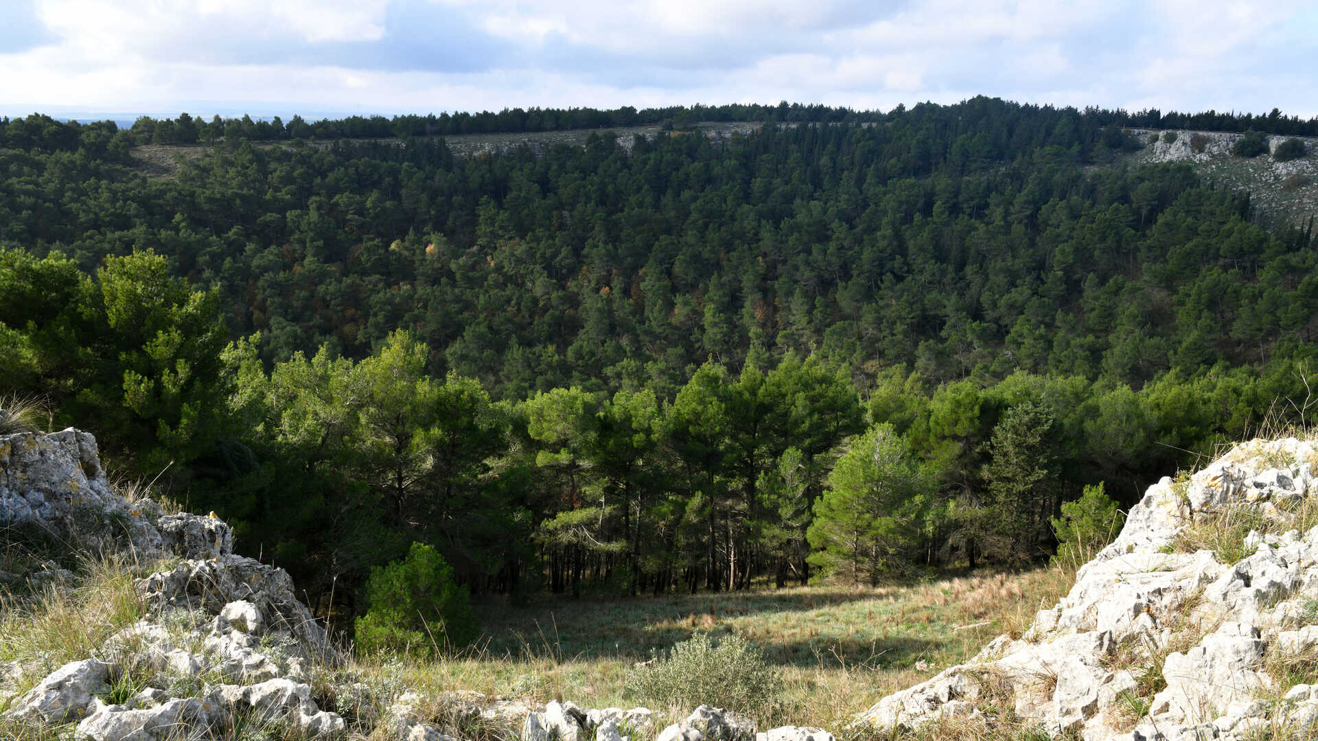 Pulicchio di Gravina